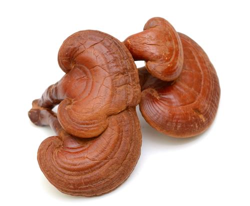 Champignon Reishi 1 piece - Anti cancer - Arthrite- Immunite