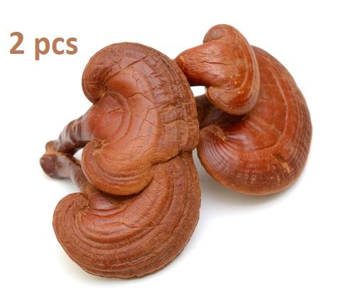 Champignon Reishi Moulu 2 piece - Anti cancer - Arthrite- Immunite